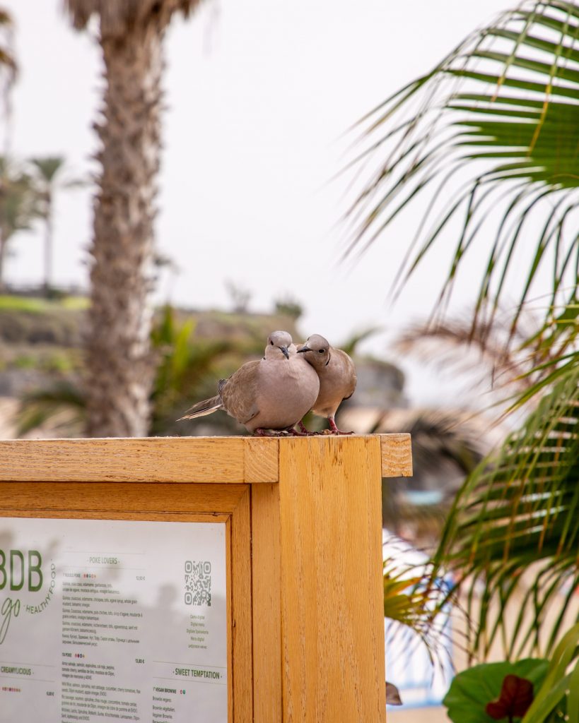 Zwei Tauben in Playa del Duque Costa Adeje Teneriffa