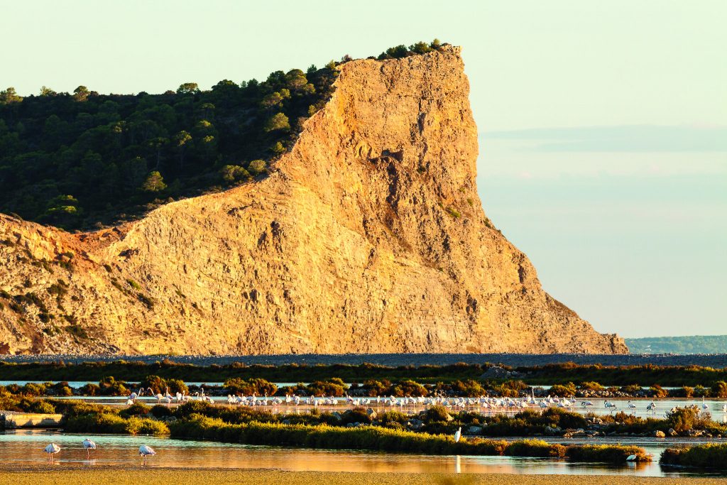 8. Ses Salines —  natural side with flamingos