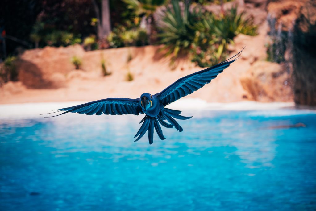 Loro Parque in Puerto de la Cruz - Tenerife is a must-visit attraction known for its stunning animal exhibits and beautiful gardens. This world-renowned zoo offers a unique experience for wildlife lovers and families alike. Don't miss out on the incredible shows, including dolphin and penguin performances, that will leave you amazed. Plan your visit to Loro Parque for a day filled with fun and education in the heart of Tenerife!